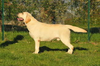 labrador toscana firenze