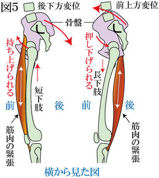 骨盤と膝　側面から