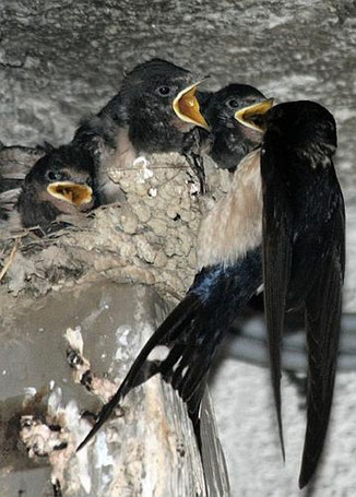 Rauchschwalbe füttert Jungvögel. © H. Hoffmeiste. Creative Commons Attribution-Share Alike 3.0 Unported