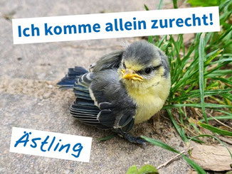 Junge Blaumeise