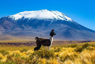 Atacamawüste, Chile, Reisetipps, Reiseführer, Sehenswürdigkeiten, Wissenswertes, Die Traumreiser