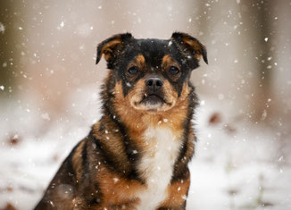 Hund, Hundefotografie, Tierfotografie, Franziska Spohn Fotografie, Outdoorshooting, Mischling, Winter