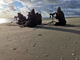Observer les phoques et les oiseaux en baie de Somme avec Max votre guide nature