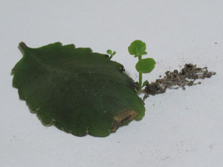 ベンケイソウの葉から出てきた根と芽