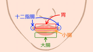 唇は消化器官の調子を診るためのひとつの指標です。他の部位と合わせてチェックしましょう！