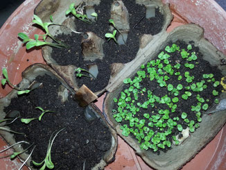 Herd&Herde vegan kochen Soja Tofu Basilikum Blüten essbare Blüten