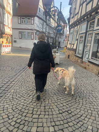 Junghundekurs, Hundetraining, Hundeschule, Butzbach, World of Dogs