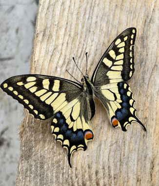 week-ends-sejours-romantiques-en-aveyron-location-vacances-pour-2-personnes-le-colombier-saint-veran