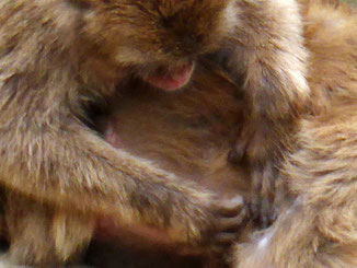 Macaque monkeys grooming