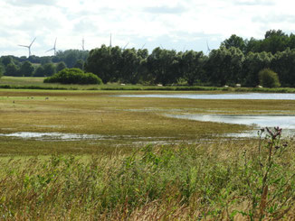 Curauer Moor. Bild: Oliver Juhnke/NABU