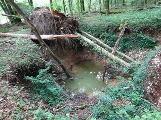 Doline de subsidence, Plateau du Barrois (photo Ugo)