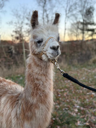 ein weißes Lama mit hellbraunen Flecken