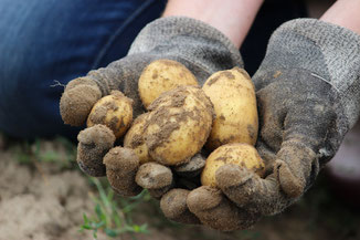 Frische Kartoffel beim Ernten in der Hand