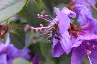 Biene sammelt Honig in einer Blume
