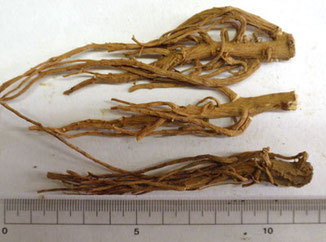 ミシマサイコ 額田医学生物学研究所 付属病院