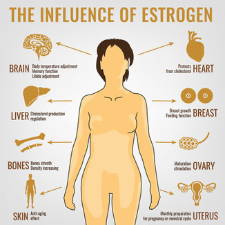 Übersicht, Grafik des Einflusses der Hormone in den Wechseljahren einer Frau