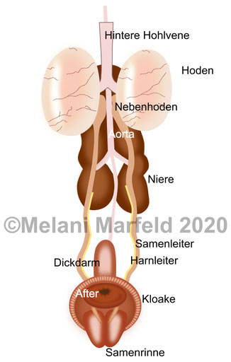 Vektorgrafik Anatomie des Reproduktionssystems beim Hahn