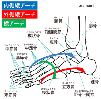 昭島市で足内側の痛み 後脛骨筋腱 はオサモミ整体院 外反母趾 膝