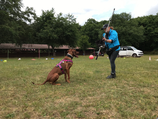 Junghundekurs, Hundetraining, Hundeschule, Butzbach, World of Dogs
