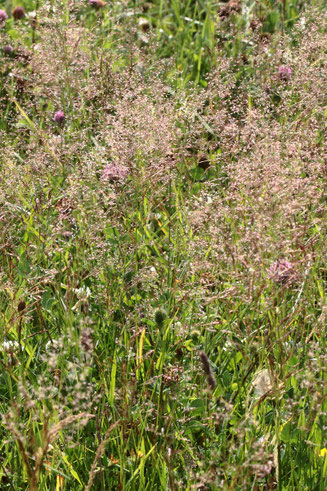 Wiese bei Karlsbad-Spielberg mit großflächigem Bestand des Roten Straußgrases - Agrostis capillaris (A. tenuis) (G. Franke)