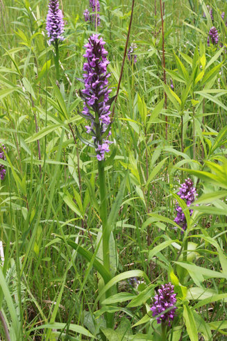 G. Franke: Dactylorhiza incarnata bei Bernbach