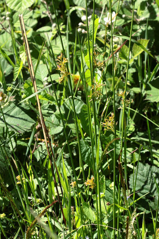 Flatter-Binse - Juncus effusus; feuchter Wiesenrand bei Spielberg (G. Franke, Juni 2022)
