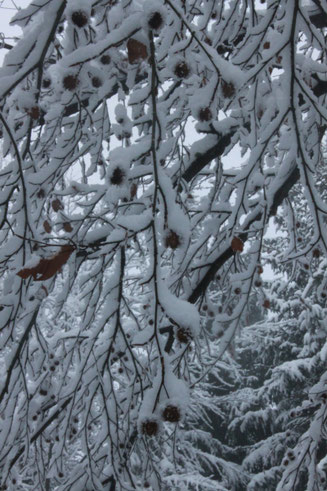 G. Franke: verschneite Buchenzweige mit Bucheckern