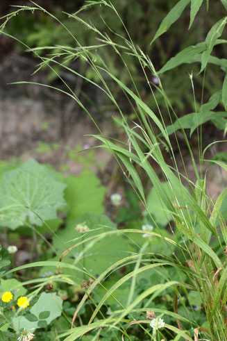 Wald-Zwenke - Brachypodium sylvaticum; Waldwegrand bei Straubenhardt-Langenalb (G. Franke, Juli 2019)