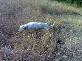 THOM (12 anni), INSUPERABILE COMPAGNO DI INNUMEREVOLI E INDIMENTICABILI GIORNATE DI CACCIA (tieni duro THOM!!!!!)
