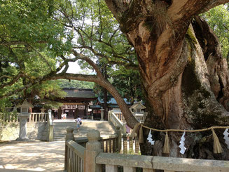手前の大木「乎千命御手植の楠」というそうです