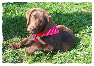 Chiot Labrador du Retriever à l'école pour chiots à Dax