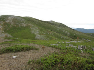 ササの枯れた根が広がる経塚山からの霊仙山本峰（右奥）