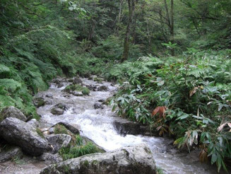 水量が多く綺麗な谷