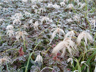 チングルマに霜が降りてとっても綺麗