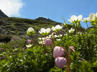 北沼のお花畑で(チングルマとエゾノツガザクラ)
