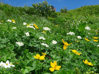 弓折乗越のお花畑