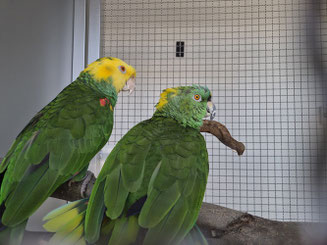オッペン＠オオキボウシインコ(左)＆タロ＠キエリボウシインコ(右)