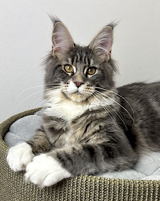 Maine Coon Mädchen