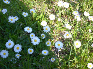 Blumen