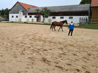 Reitplatz mit Sand, Pferd und Mensch