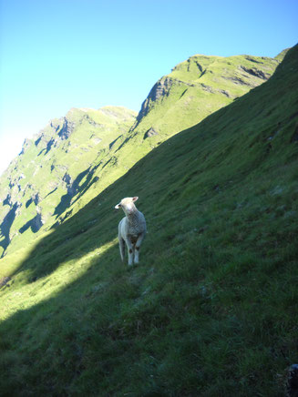 Herdenschutz auf der Alp Stutz , den Wolf wehren