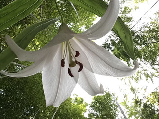 ササユリの花（下から撮った写真）