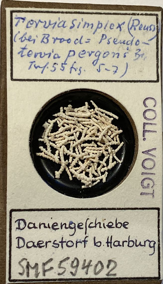 Senckenberg, Bryozoa, Bryozoen, Moostierchen, Sammlung Voigt