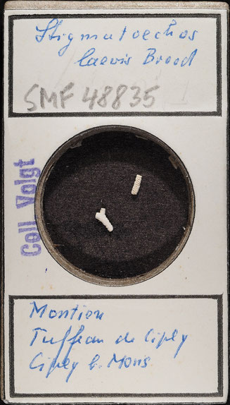 Senckenberg, Bryozoa, Bryozoen, Moostierchen, Sammlung Voigt