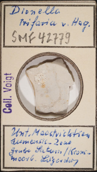 Senckenberg, Bryozoa, Bryozoen, Moostierchen, Sammlung Voigt