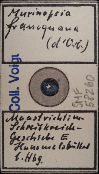 Senckenberg, Bryozoa, Bryozoen, Moostierchen, Sammlung Voigt