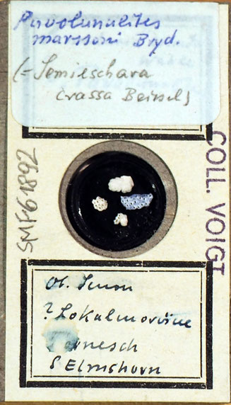 Senckenberg, Bryozoa, Bryozoen, Moostierchen, Sammlung Voigt