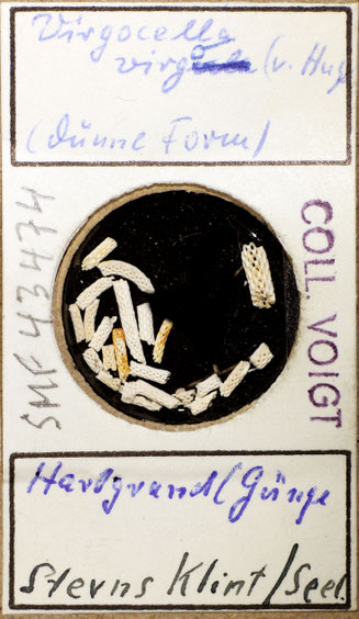 Senckenberg, Bryozoa, Bryozoen, Moostierchen, Sammlung Voigt
