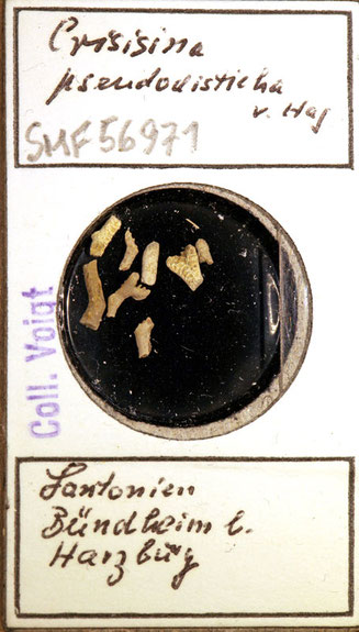 Senckenberg, Bryozoa, Bryozoen, Moostierchen, Sammlung Voigt