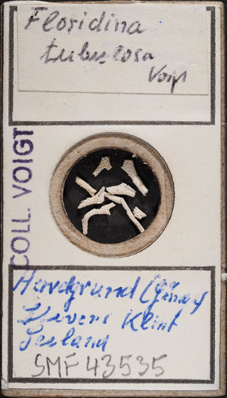 Senckenberg, Bryozoa, Bryozoen, Moostierchen, Sammlung Voigt
